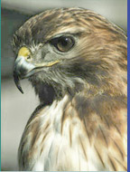 Resting Hawk
