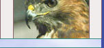 Resting Hawk