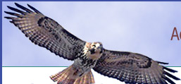 Hawk