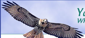 Hawk